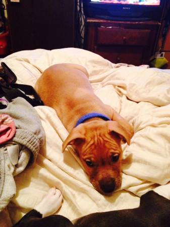 Baby pit